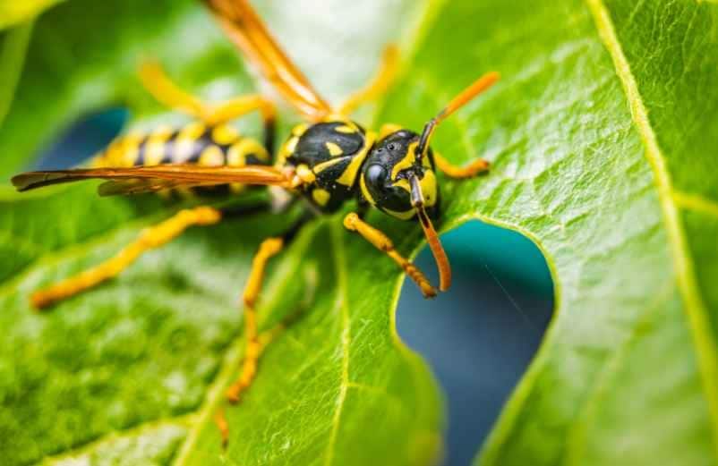 Piqûre de guêpe : gonflement le lendemain, que faire ?-IRASF Santé
